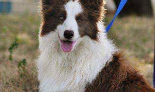 纯种边境牧羊犬价格 纯种边境牧羊犬价格